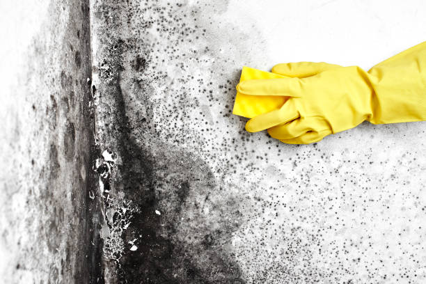 Best Local Mold Removal Service  in Burns Harbor, IN