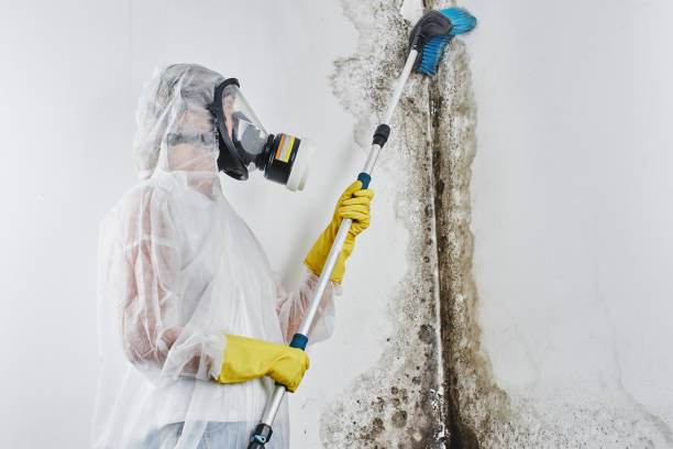 Home Mold Removal in Burns Harbor, IN