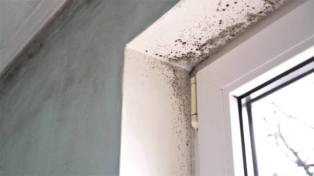 Burns Harbor, IN Mold Removal Company
