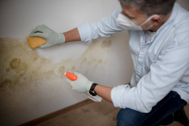 Best Commercial Mold Removal  in Burns Harbor, IN