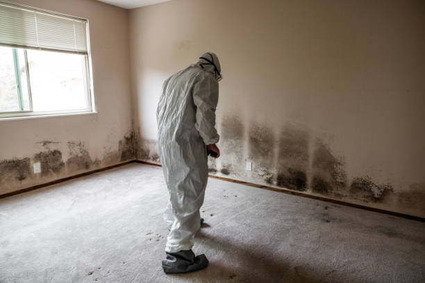Best Office Mold Removal Services  in Burns Harbor, IN