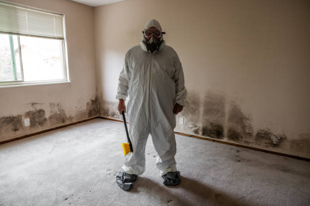 Attic Mold Removal in Burns Harbor, IN